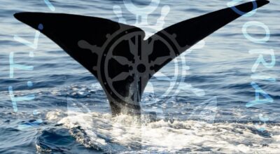 ITTL Doria: Whale Watching? Comandi!